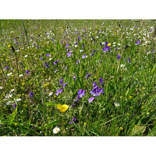 Selteneres Mähen und weniger Düngen bedeutet mehr Artenvielfalt auf Wiesen und Weiden